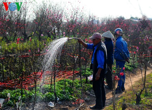 Peach trees in full bloom for Tet - ảnh 2